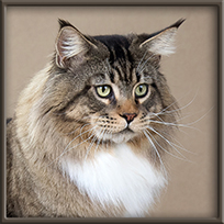 Brown Mackerel Tabby with White Maine Coon Stud