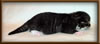 CG RW Brown Mackerel with White Maine Coon Stud