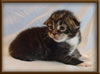 CG RW Brown Mackerel with White Maine Coon Stud