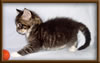 CG RW Brown Mackerel with White Maine Coon Stud