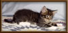 CG RW Brown Mackerel with White Maine Coon Stud