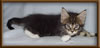 CG RW Brown Mackerel with White Maine Coon Stud