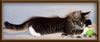 CG RW Brown Mackerel with White Maine Coon Stud
