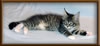 CG RW Brown Mackerel with White Maine Coon Stud