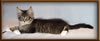CG RW Brown Mackerel with White Maine Coon Stud