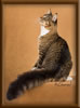 CG RW Brown Mackerel with White Maine Coon Stud