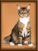 CG RW Brown Mackerel with White Maine Coon Stud