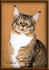 CG RW Brown Mackerel with White Maine Coon Stud