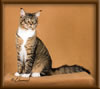 CG RW Brown Mackerel with White Maine Coon Stud
