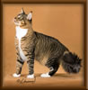 CG RW Brown Mackerel with White Maine Coon Stud