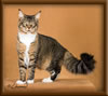 CG RW Brown Mackerel with White Maine Coon Stud