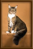 CG RW Brown Mackerel with White Maine Coon Stud