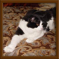 Maine Coon Stud Male