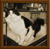 Maine Coon Stud Marty