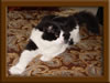 Maine Coon Stud Marty
