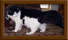 Maine Coon Stud Marty
