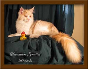 Cameo with Whie Classic Tabby Stud