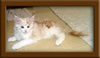 LapCats Cameo Maine Coon Stud