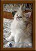 LapCats Cameo Maine Coon Stud