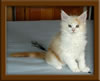 LapCats Cameo Maine Coon Stud