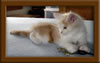 LapCats Cameo Maine Coon Stud