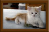 LapCats Cameo Maine Coon Stud