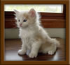 LapCats Cameo Maine Coon Stud