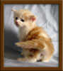 LapCats Cameo Maine Coon Stud