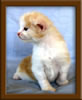 LapCats Cameo Maine Coon Stud
