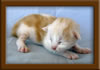 LapCats Cameo Maine Coon Stud
