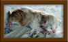 LapCats Cameo Maine Coon Stud