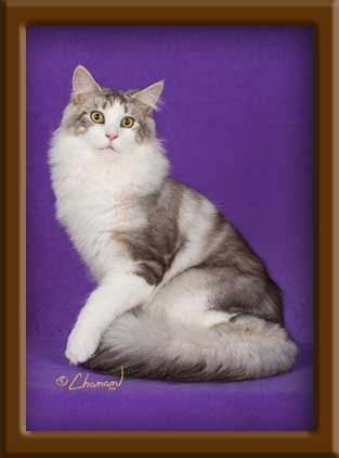 Maine Coon Stud