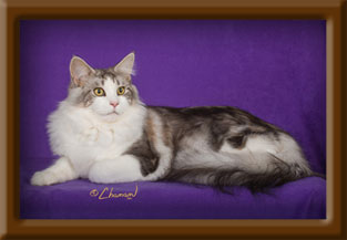 Maine Coon Stud
