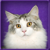 Silver with White Maine Coon Stud