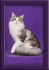 Maine Coon Stud Cat