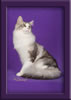 Maine Coon Stud Cat