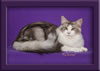 Maine Coon Stud Cat