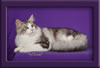 Maine Coon Stud Cat