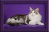 Maine Coon Stud Cat