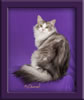 Maine Coon Stud Cat