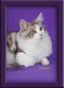 Maine Coon Stud Cat