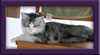 Maine Coon Stud Cat