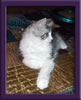 Maine Coon Stud Cat