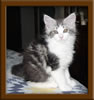 Maine Coon Stud Cat