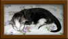 Maine Coon Stud Cat
