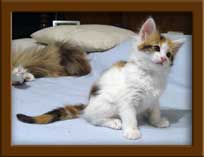 Maine Coon Kitten for sale