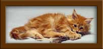 Maine Coon Kitten for sale
