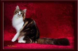 Brown Patch with White Maine Coon Stud