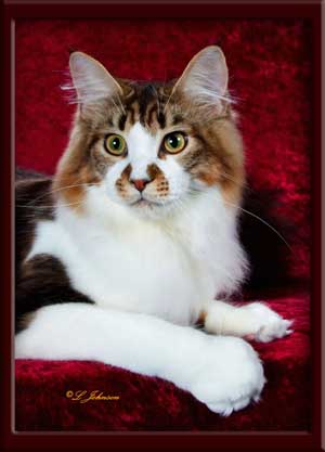 Maine Coon Stud