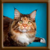 LapCats Maine Coon Queen